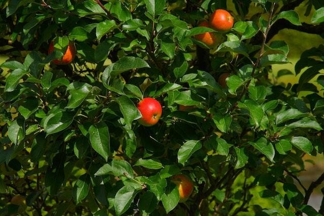 Bild eines Apfelbaums